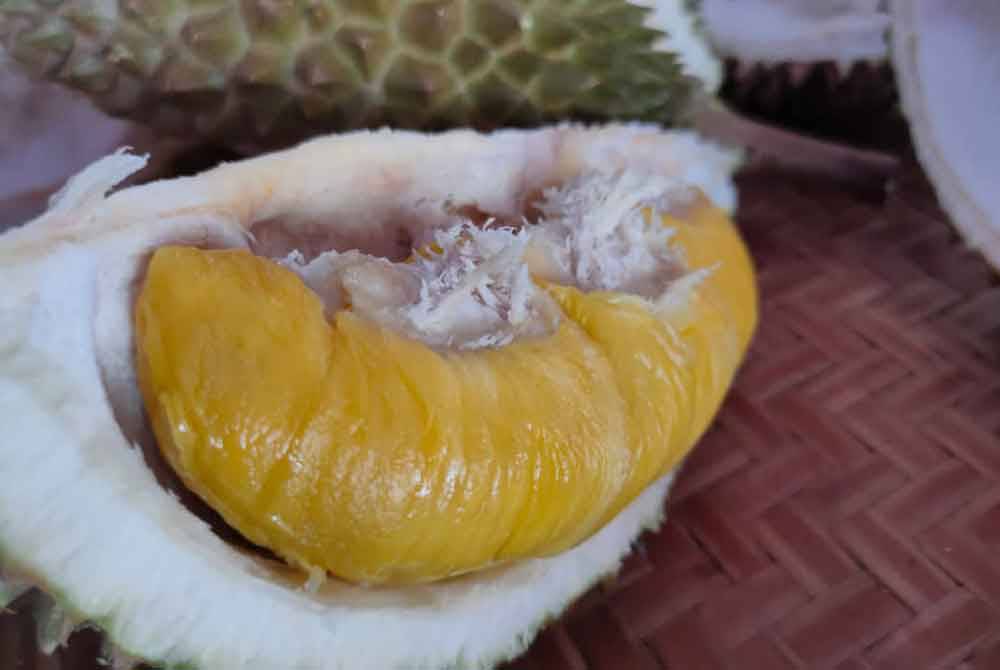 Semua pengusaha durian tempatan khususnya golongan bumiputera perlu memulakan penanaman buah berkenaan dalam skala besar bagi membolehkan dipasarkan ke China antara lima hingga enam tahun lagi. Gambar hiasan