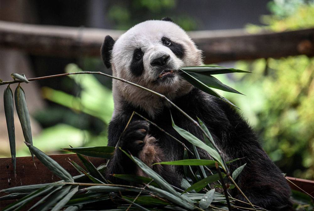 Malaysia dan China telah mengesahkan usaha bersama untuk menjalankan pusingan penyelidikan baharu dalam perlindungan panda.