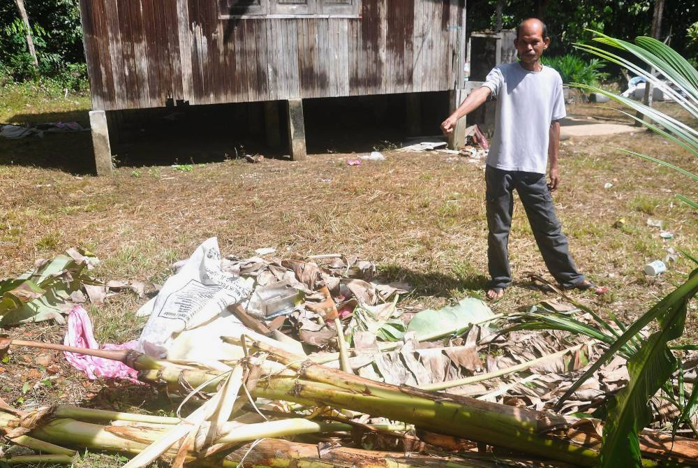 Zanji menunjukkan pokok pisang musnah dirosakkan gajah di Kampung Pak Sik, Hulu Besut awal pagi Rabu. Foto Bernama