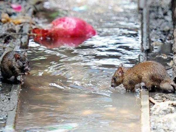 KNT nafi dakwaan mengenai 16 kes jangkitan kencing tikus yang dikaitkan dengan aktiviti mandi-manda di kawasan rekreasi Air Terjun Menderu, Kemaman. Foto hiasan