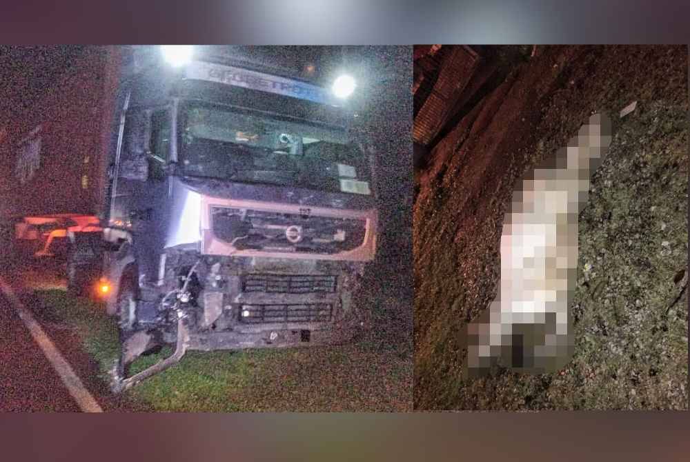 Enam ekor lembu mati dirempuh sebuah treler di Jalan Cherana Putih pada awal pagi Sabtu.