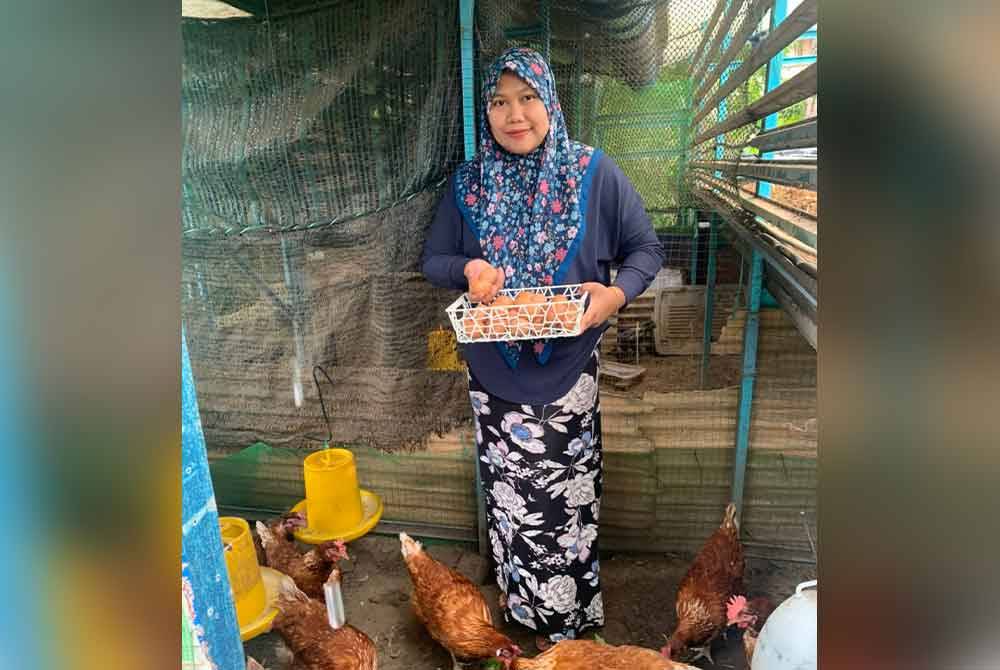 Nur Ain di reban ayam miliknya bagi memungut hasil ternakan setiap hari.