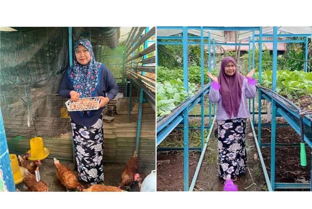 Sorang suri rumah di Padang Besar, Perlis mengambil inisiatif mengurangkan perbelanjaan keluarga dengan menternak ayam penelur dan menanam pelbagai jenis sayuran di halaman rumah.