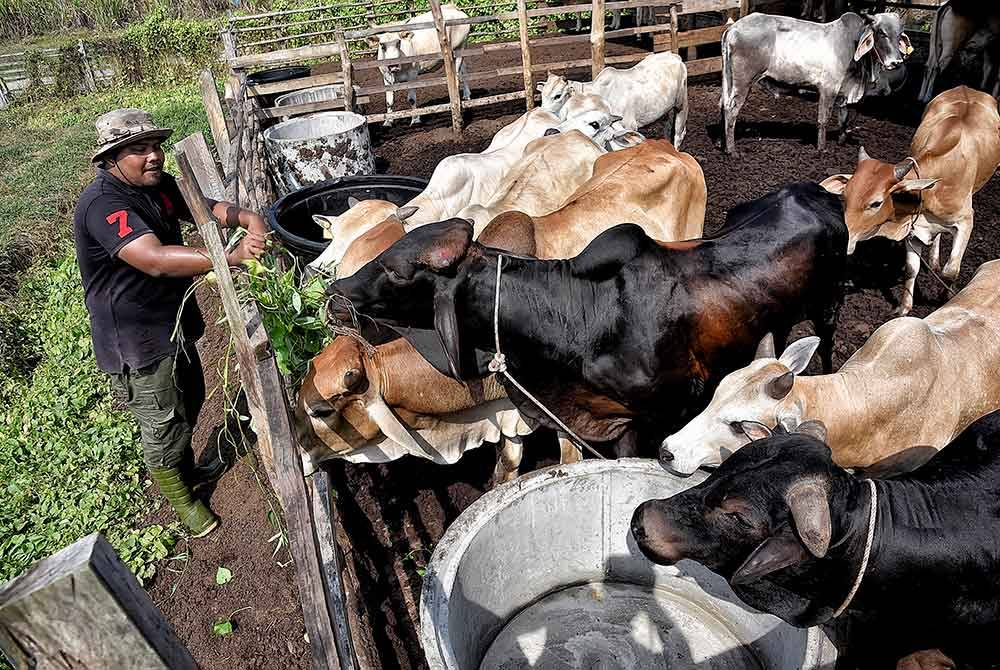 Aiman Asyraf memberi makanan berkualiti kepada lembu ternakan bagi menghasilkan daging yang berkualiti seterusnya memuaskan hati pelanggan.