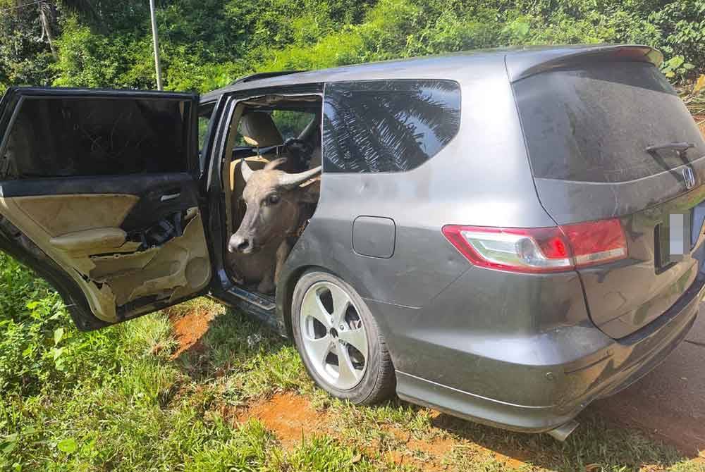 Keadaan kerbau yang ditemui dalam sebuah MPV di tepi jalan Kampung Bukit Serdang, Kuala Bera pada Isnin. Foto Facebook Bera Unite