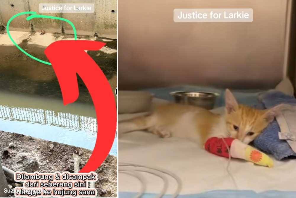 Video tular memaparkan seekor anak kucing di lempar ke dalam longkang.