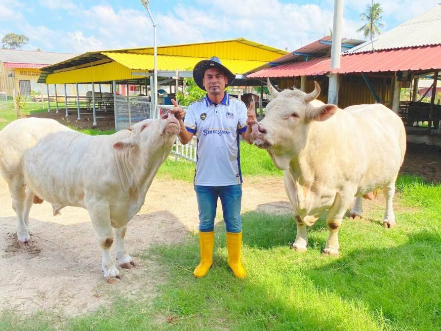 Mohd Zulkifli dari Kampung Panjang, Perupok di Bachok bersama sebahagian daripada lembu sado yang dibela.