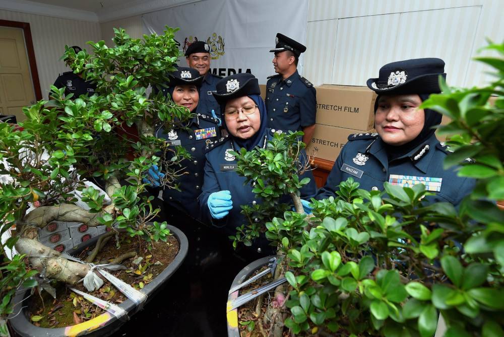 Norlela (tengah) bersama pegawai menunjukkan pokok bonsai yang dirampas ketika sidang media berkaitan kejayaan menyekat penyeludupan pokok bonsai, rokok, minuman keras dan kipas angin dengan anggaran nilai dan cukai berjumlah RM2.04 juta di Pejabat Kastam Pelabuhan Utara pada Selasa. Foto Bernama