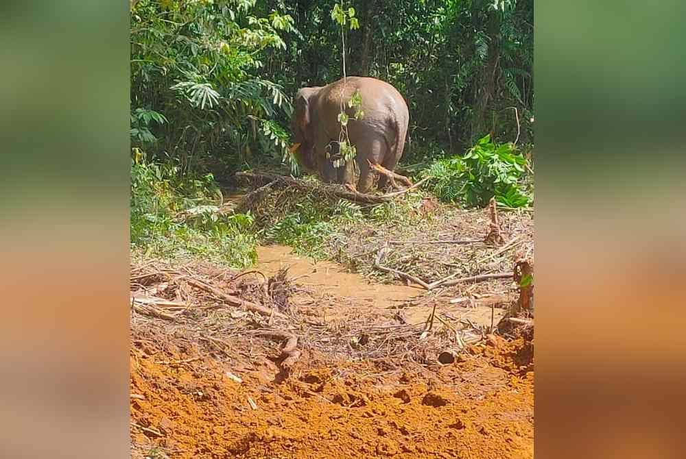 Gajah jantan liar yang ditangkap di Kampung Lepan Anjung, Dabong.