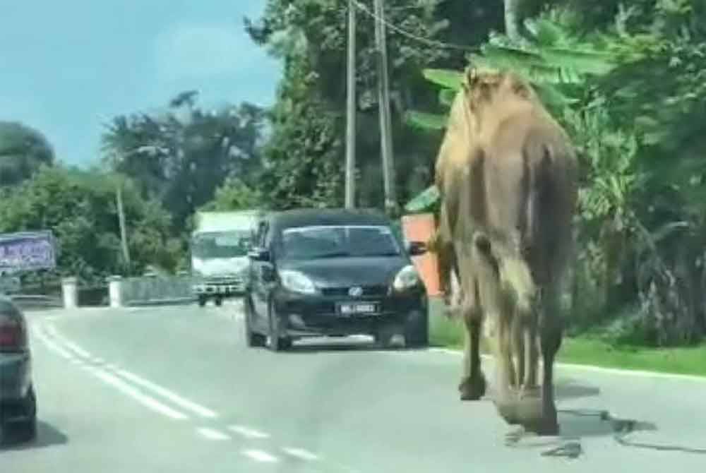 Tangkap layar video unta milik Bakri yang tular di media sosial.