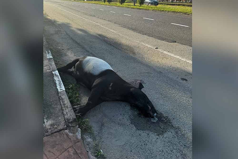 Seekor tapir jantan seberat 350 kilogram (kg) ditemui mati di tepi jalan di hadapan Politeknik Sultan Mizan Zainal Abidin (PSMZA), di sini pada Jumaat.
Foto Facebook Badely Aizan Mustapha