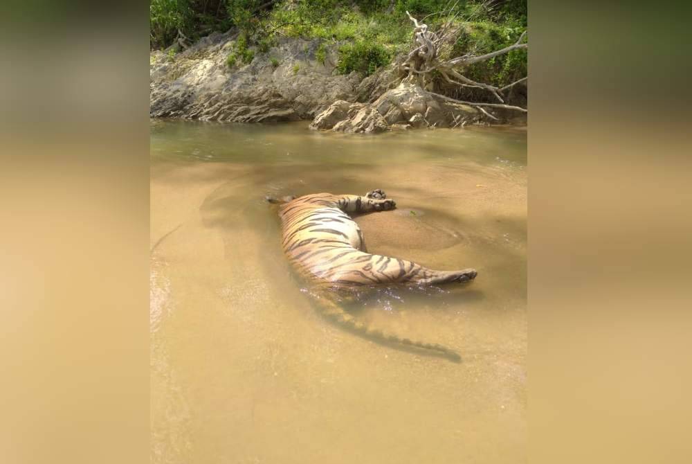 Bangkai haiwan liar itu ditemui penduduk kampung ketika melalui kawasan sungai berkenaan.