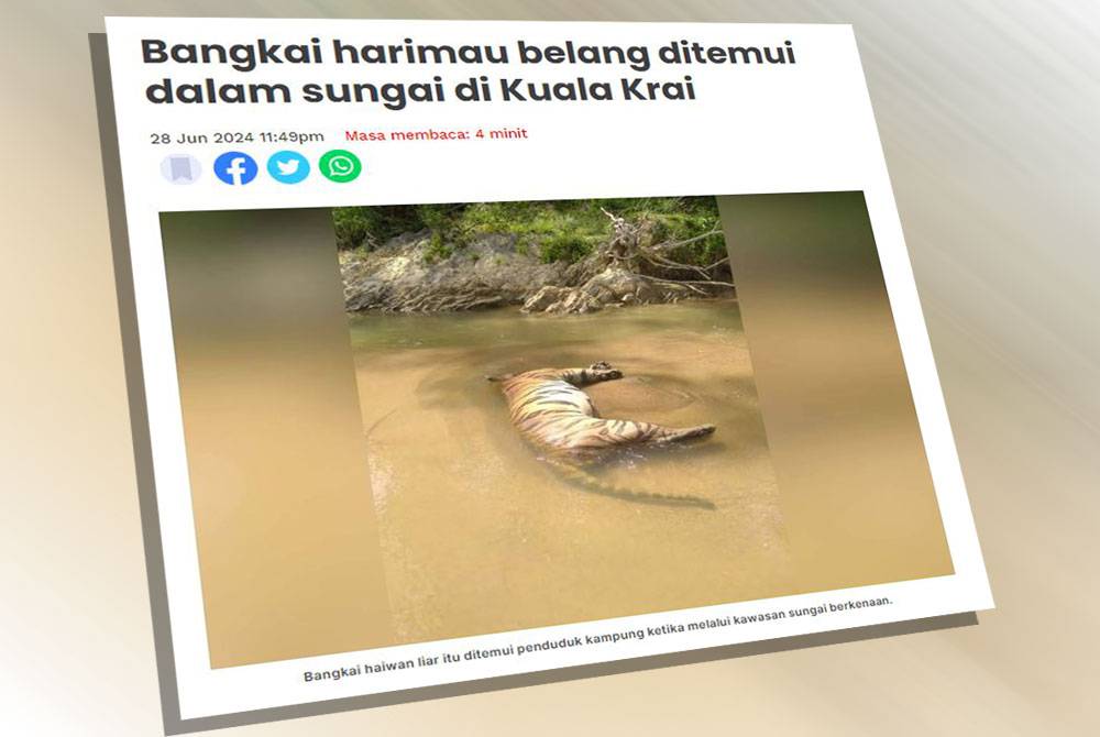 Jabatan Perlindungan Hidupan Liar dan Taman Negara (Perhilitan) Kelantan mengesahkan telah menerima laporan mengenai penemuan bangkai seekor harimau belang di Sungai Dabong, Kuala Krai petang Jumaat.