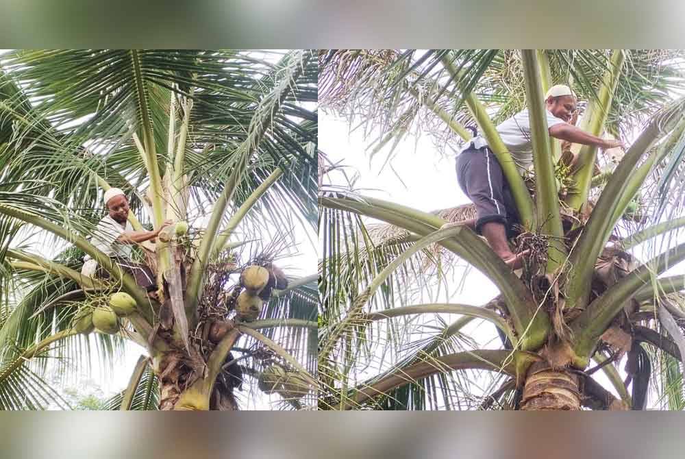 Rosniman menunjukkan kaedah pengumpulan air nira kelapa bagi menjana pendapatan.