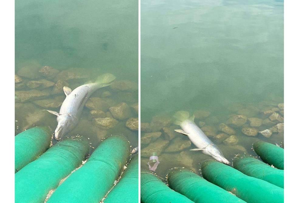 Seekor ikan asing spesies alligator gar ditemui mati di Taman Tasik Metropolitan Kepong, Kuala Lumpur, baru-baru ini. Foto tular di X