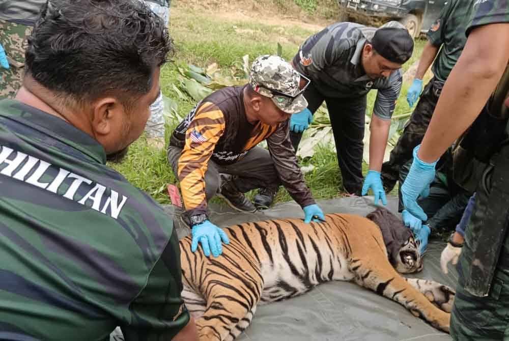 Pegawai Perhilitan menjalankan pemeriksaan lanjut terhadap seekor harimau belang yang telah masuk perangkap di Jalong, Sungai Siput. Foto: ihsan pembaca