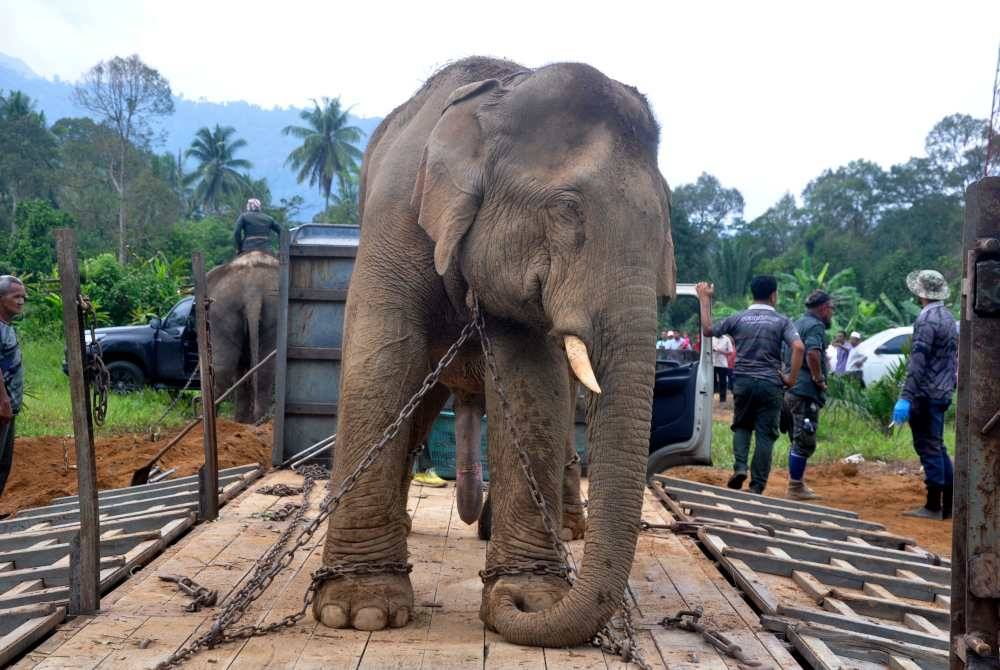 Gajah liar jantan yang berjaya ditangkap oleh Anggota Jabatan Hidupan Liar dan Taman Negara (Perhilitan) Terengganu pada Isnin lepas di Kampung Pak Sik, Hulu Besut berjaya dinaikkan ke atas lori khas untuk dipindah dan dilepaskan ke lokasi sesuai pada Khamis. Foto Bernama