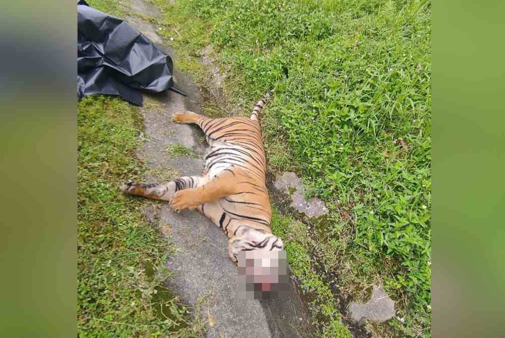 Seekor harimau belang ditemukan mati di Lebuh Raya Utara- Selatan akibat dilanggar sebuah kereta di Tapah pada Sabtu. Foto ihsan pembaca