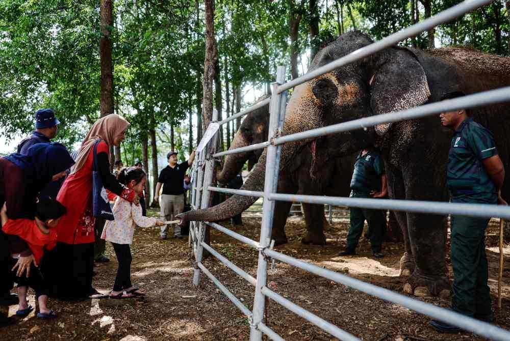 Pengunjung tidak melepaskan peluang untuk melihat lebih dekat dua ekor gajah yang dibawa khas dari Pusat Konservasi Gajah Kebangsaan Kuala Gandah (PKGK), Lanchang pada Program Madani Rakyat 2024 Zon Timur di Dataran Sayangi Kuantan pada Sabtu. Foto Bernama