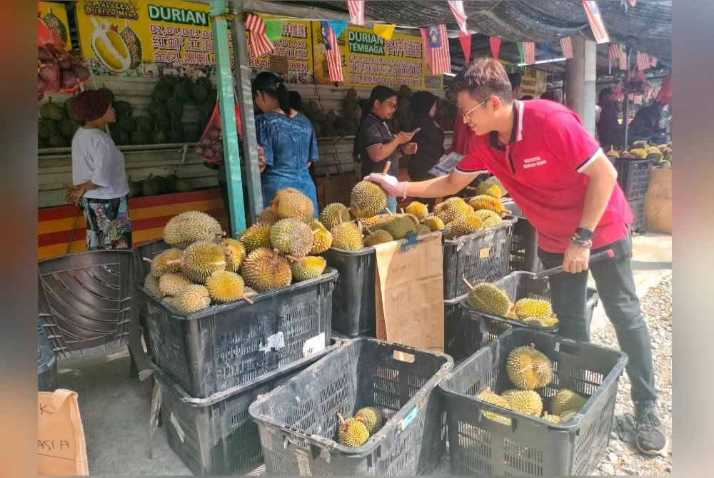 
Thian Yew (kanan) menyusun durian yang dijual dengan harga borong di depan gerainya di Bemban, Jasin.