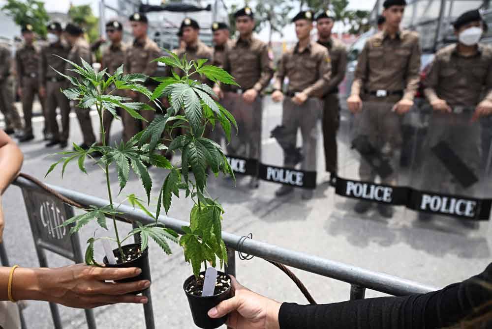 Aktivis memegang pokok ganja di Bangkok semasa membantah tindakan kerajaan mengklafikasi semula ganja sebagai narkotik. - AFP