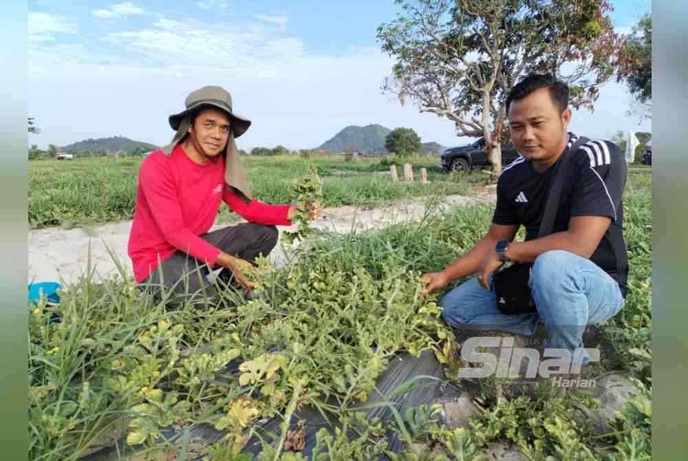 Wan Basiron (kiri) dan Nik Muhamad Saifullah menunjukkan tanaman tembikai yang diusahakan di TKPM Rhu Tapai di Setiu terbantut dan tidak mengeluarkan hasil selepas diserang serangga perosak.