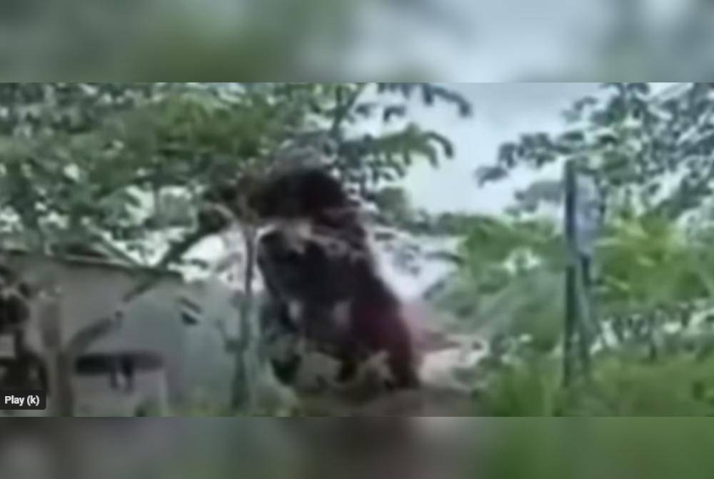 Tangkap layar video memaparkan seekor orang utan bersaiz besar di kawasan perumahan di Kalimantan Timur, Indonesia, baru-baru ini.