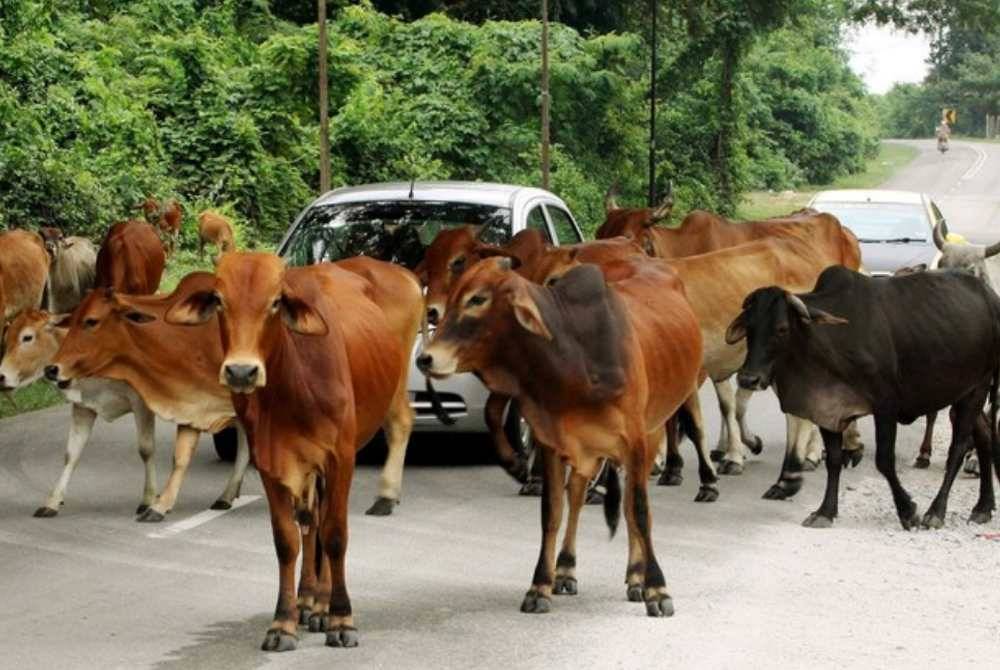 Ternakan lembu dan kerbau di Selangor akan diberi tanda pengenalan bagi memudahkan proses pengesanan pemilik. Gambar hiasan