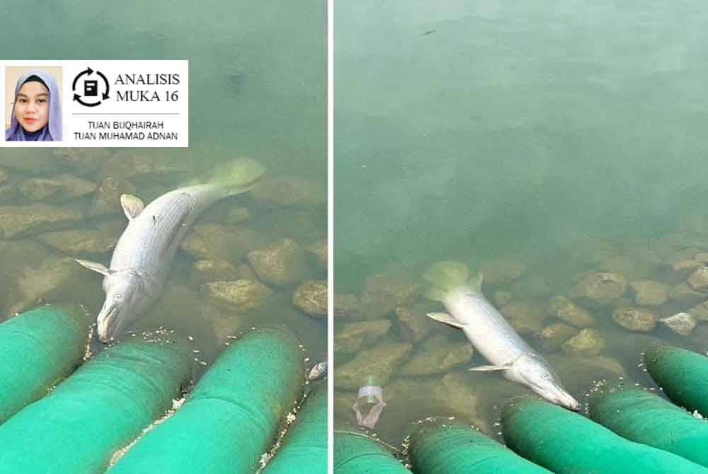 Penemuan bangkai ikan bermulut buaya, aligator gar di Tasik Metropolitan, Kepong, Kuala Lumpur.