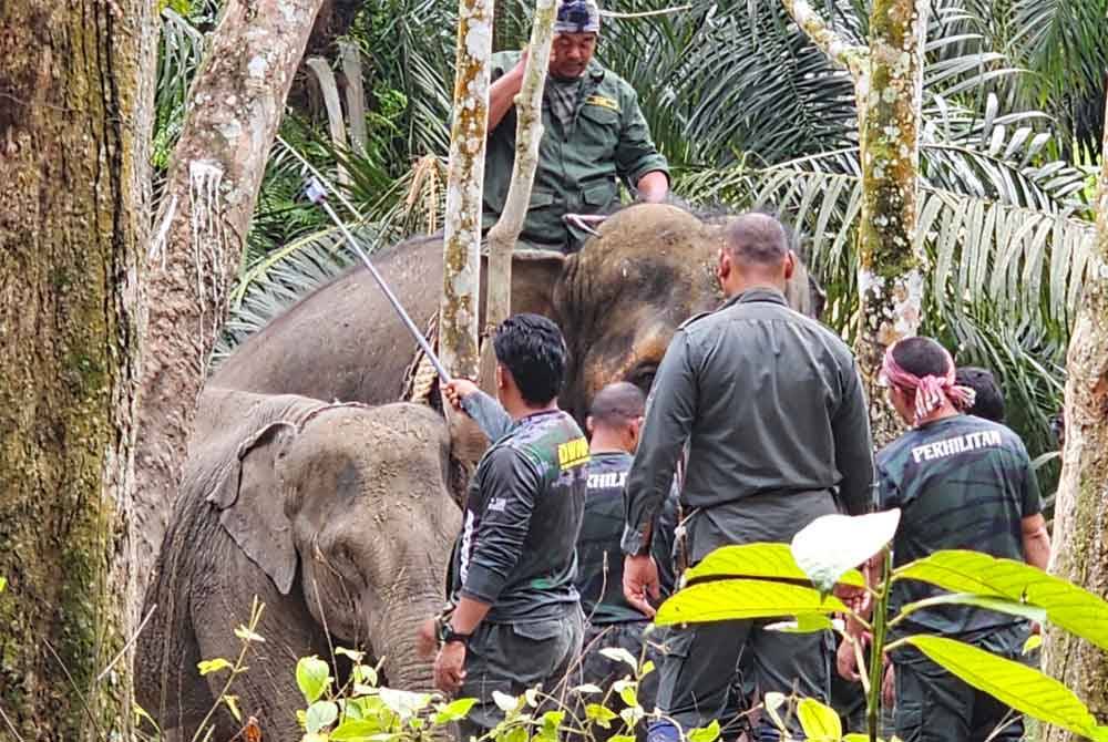 Perhilitan menjalankan operasi memindahkan seekor gajah betina liar yang berjaya ditangkap di Kampung Lasah, Sungai Siput.