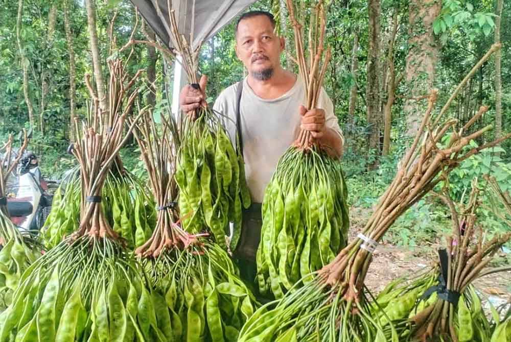 Wan Noor Ajman menunjukkan petai yang dijual di Kampung Bekok, Besut.