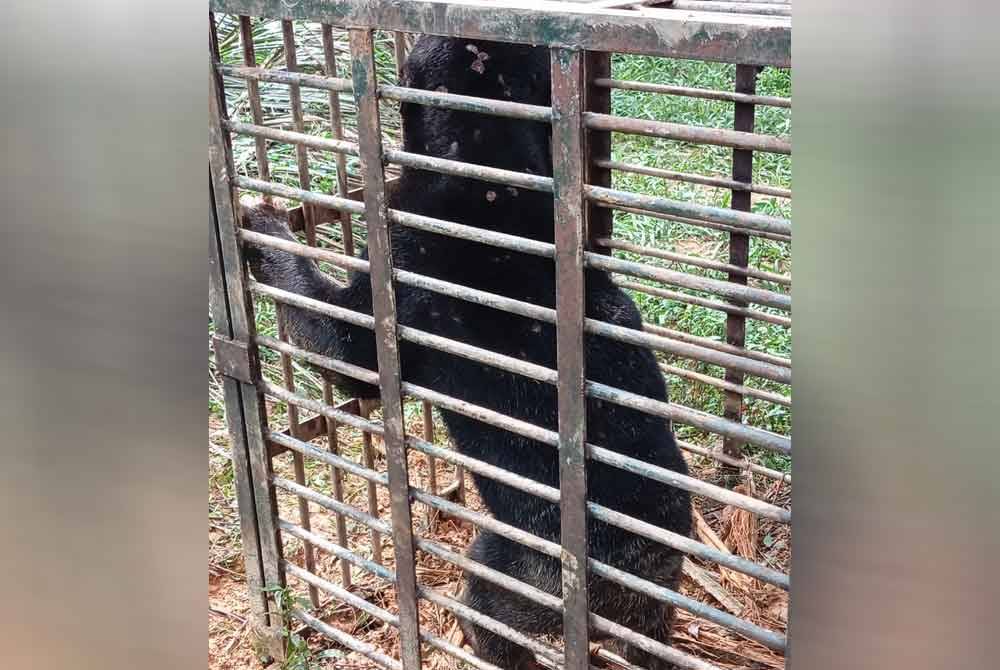 Beruang matahari betina yang berjaya ditangkap di Kampung Sungai Satan. Foto ihsan Perhilitan