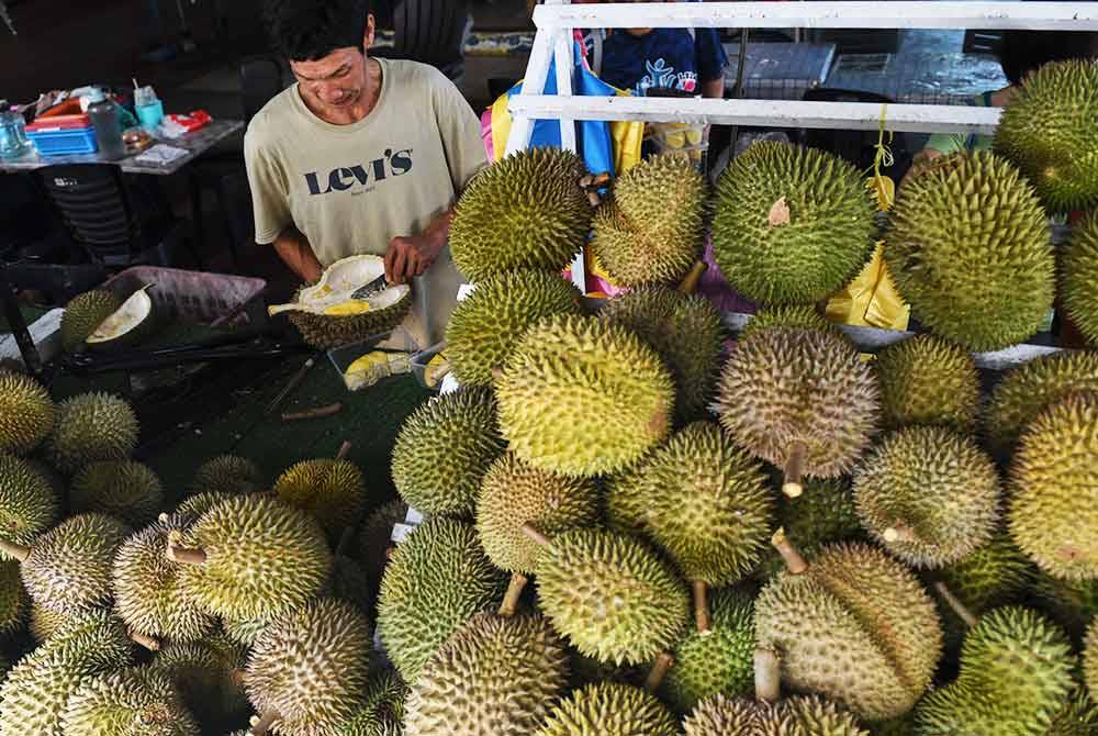 Balik Pulau sememangnya terkenal sebagai syurga durian di kalangan penggemarnya justeru, tidak hairanlah jika ada &#039;hantu&#039; durian yang sanggup merentas ratusan kilometer ke Pulau Pinang semata-mata mahu merasai kelazatan raja buah itu yang dikatakan tidak terdapat di tempat lain. Foto Bernama