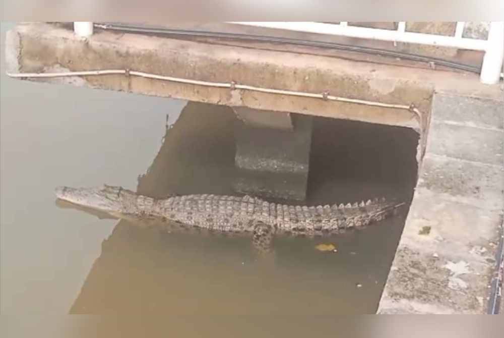 Dua ekor buaya tembaga didakwa muncul di Sungai Melaka dekat Kampung Morten pada pagi Ahad.