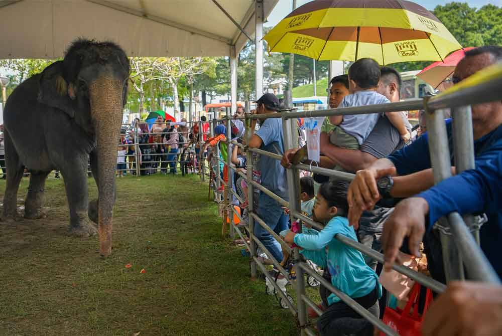 Pengunjung berpeluang melihat dari dekat seekor gajah yang dibawa khas dari Pusat Konservasi Gajah Kebangsaan Kuala Gandah (PKGK), Pahang pada Sambutan Hari Peneroka Felda 2024 yang berlangsung di Taman Ekspo Pertanian Malaysia (MAEPS) pada Sabtu.