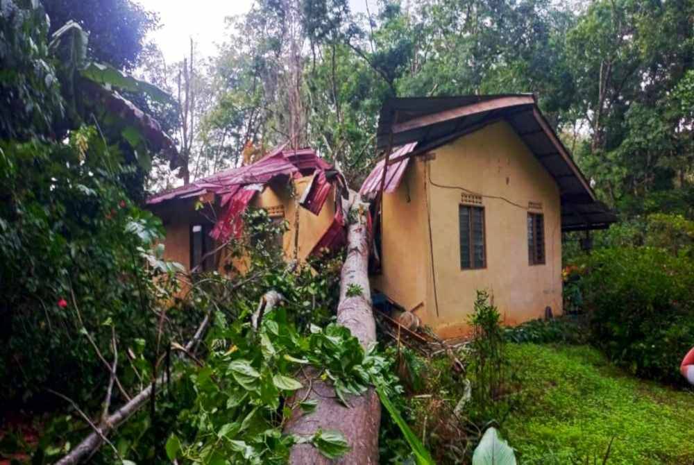 Seorang warga emas menerima 20 jahitan pada bahagian kepala dan telinga selepas rumahnya dihempap pokok kekabu di Kampung Bedal Hilir pada Ahad.