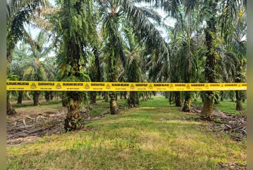 Mayat Nur Farah Kartini ditemukan di ladang kelapa sawit, Kampung Sri Kledang, Hulu Selangor pada Isnin.