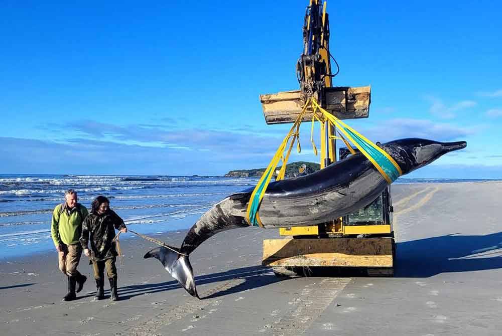 Renjer Jim Fyfe (kiri) dan Tumai Cassidy berjalan di ikan paus yang jarang ditemui selepas ia terdampar di pantai berhampiran Taieri Mouth di wilayah Otago selatan New Zealand. - Foto: AFP