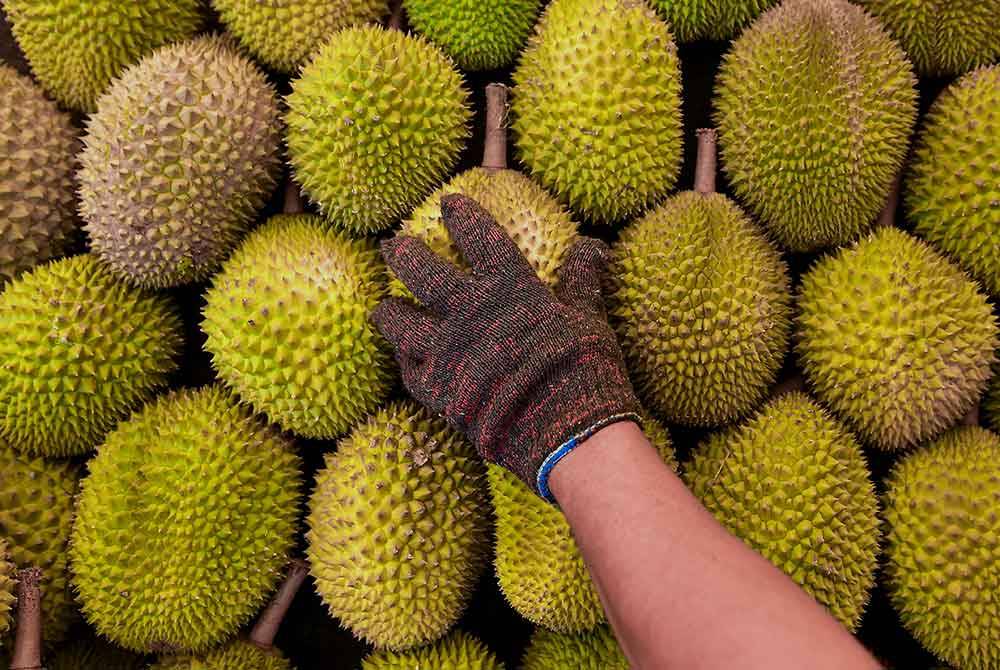 Usaha dan langkah kerajaan dalam menggalakkan pengeluaran durian Musang King dan Duri Hitam bagi pasaran antarabangsa antara tumpuan persidangan Dewan Rakyat hari ini. Gambar hiasan