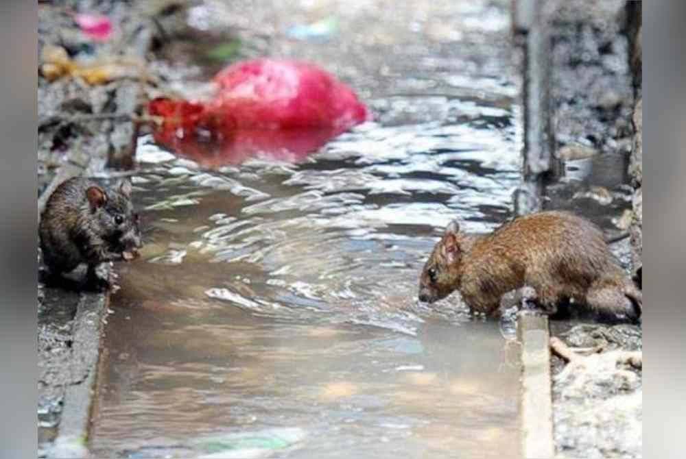 Kes kencing tikus di Melaka mencatatkan peningkatan kepada 80 kes dalam tempoh 1 Januari hingga 6 Julai lepas berbanding 28 kes sepanjang tahun lepas. Foto hiasan