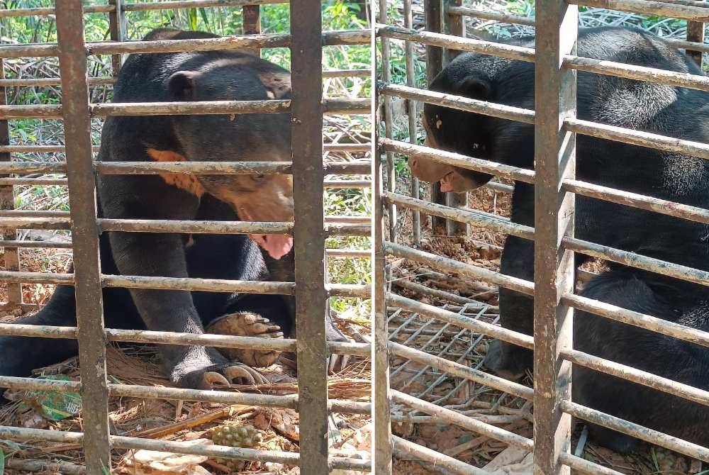 Seekor lagi beruang matahari berjaya ditangkap selepas memasuki perangkap yang dipasang Perhilitan Kelantan di Kampung Sungai Satan di Jeli pada Khamis.