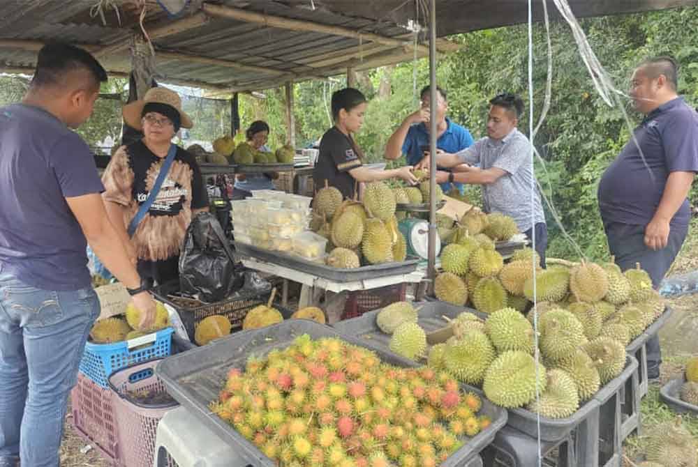 Antara durian yang dijual Grace di gerai tepi jalan Tenghilan, Tuaran.