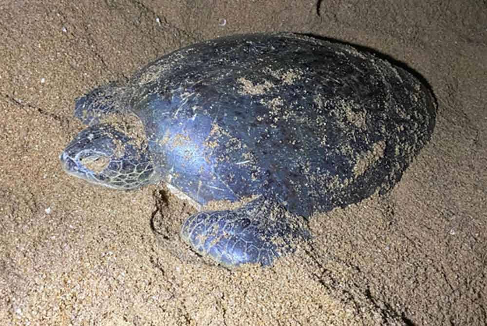 Seekor penyu betina dewasa jenis agar ditemui mati akibat tertimbus pasir ketika bertelur di Pantai Chakar Hutan di Kertih, Kemaman.