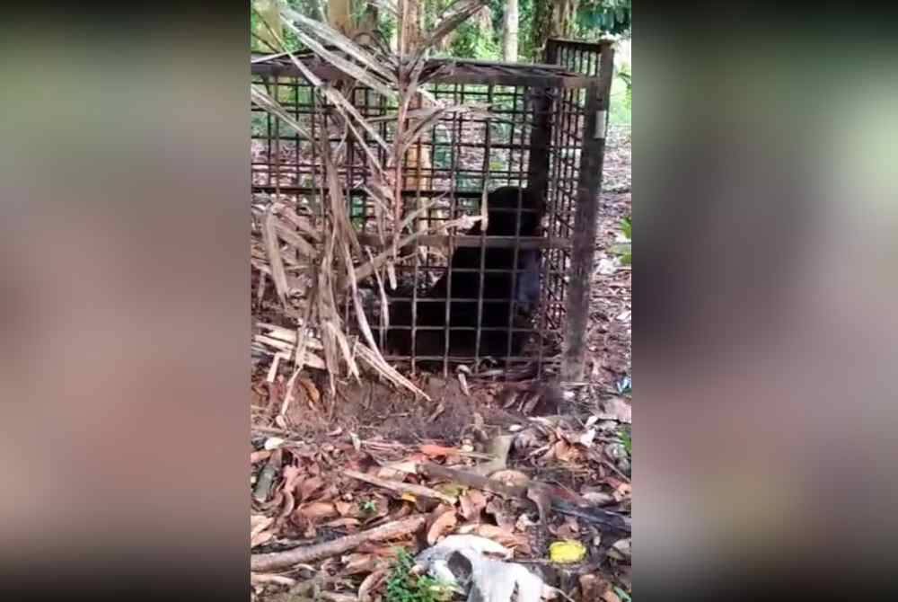 Beruang matahari jantan seberat 140kg yang memasuki perangkap itu akan dilepaskan ke habitat asalnya.