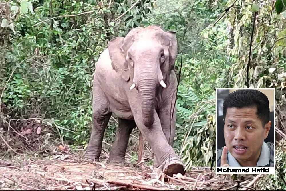 Jabatan Perhilitan Kelantan Gajah berjaya menangkap gajah liar yang masuk le kebun penduduk. (Gambar kecil: Mohamad Hafid)