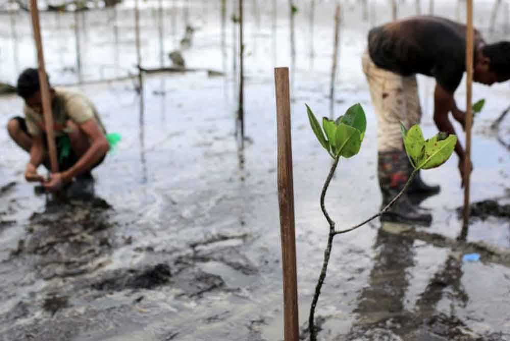 Hampir lapan juta pokok bakau telah ditanam di hutan paya laut seluruh negara sejak 2007. Gambar hiasan