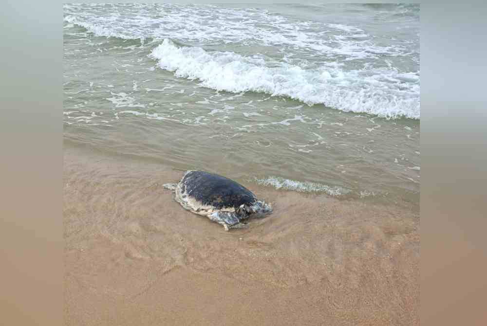 Bangkai seekor penyu ditemui terdampar di Pantai Benting Lintang