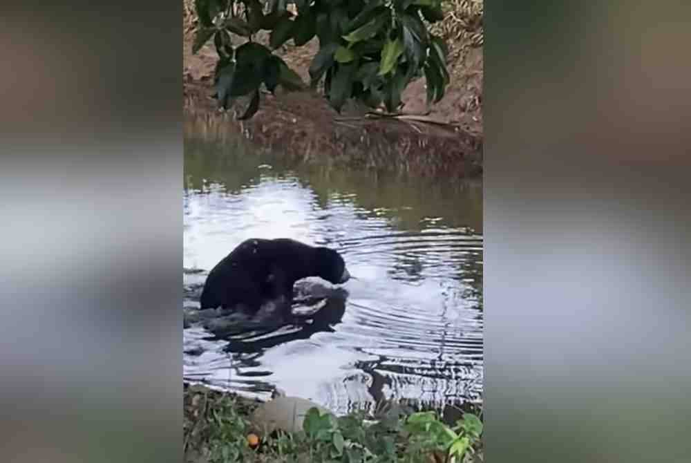 Tangkap layar daripada rakaman tular menunjukkan seekor beruang tersesat di sekitar daerah Kuala Terengganu.