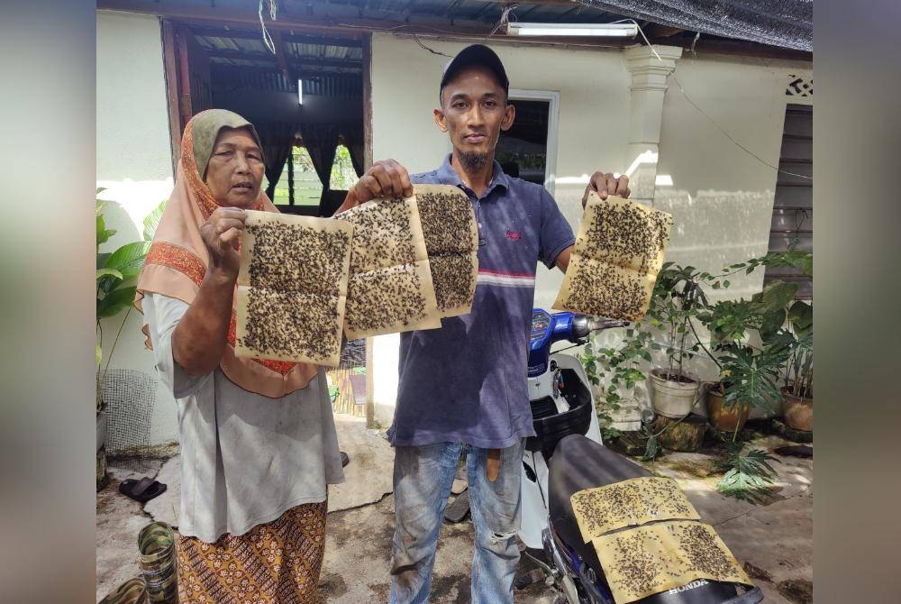 Saiful Azmi menunjukkan lalat yang terperangkap pada pelekat lalat di rumahnya di Kampung Parit 9 Gambut di sini pada Isnin.