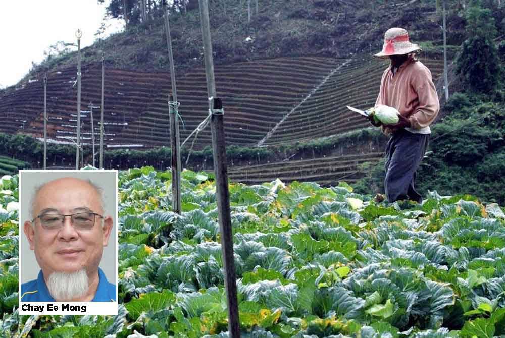 Jangkaan keadaan cuaca lebih panas dan kering sehingga pertengahan September menimbulkan keresahan buat sebahagian besar pekebun di negara ini.